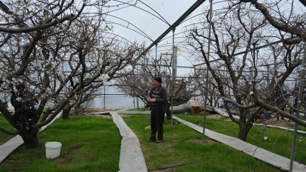 Seralar beyaza büründü: Erik ağaçları çiçeklendi 4