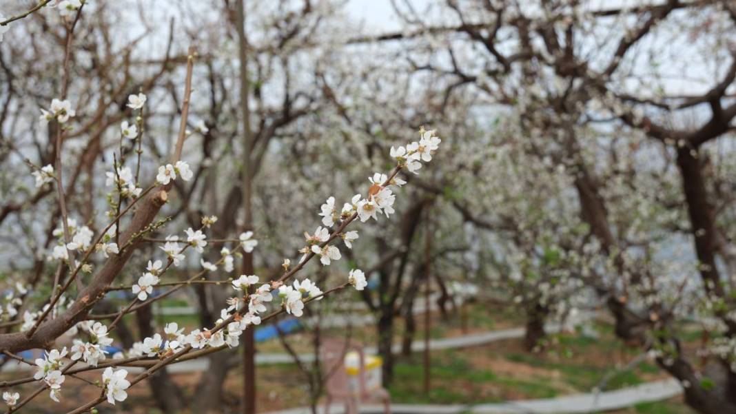 Seralar beyaza büründü: Erik ağaçları çiçeklendi 5