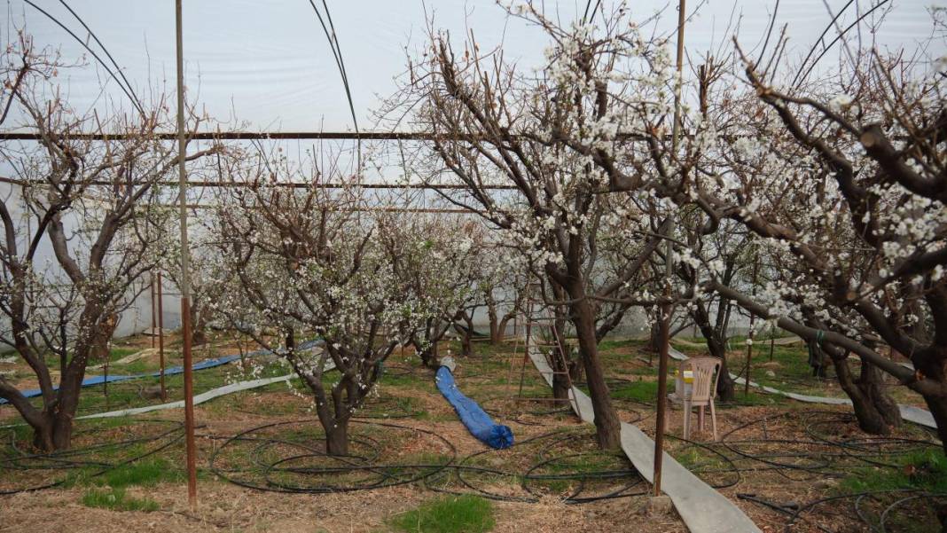 Seralar beyaza büründü: Erik ağaçları çiçeklendi 6
