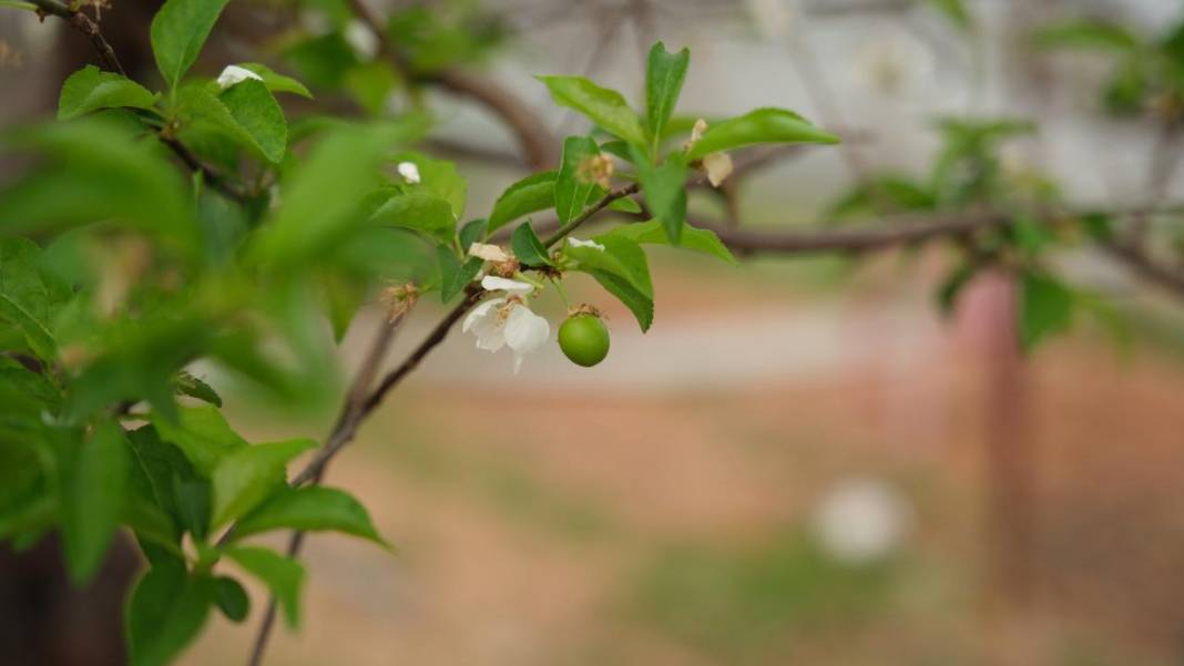 Seralar beyaza büründü: Erik ağaçları çiçeklendi 7