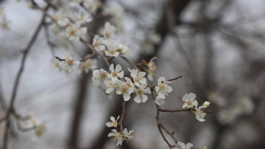 Seralar beyaza büründü: Erik ağaçları çiçeklendi 8