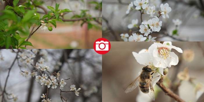 Seralar beyaza büründü: Erik ağaçları çiçeklendi