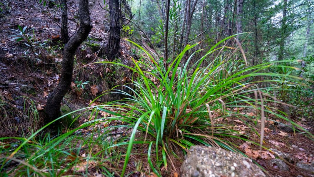 Antalya'daki Gelin Şelalesi ne güzel yaratılmış 15