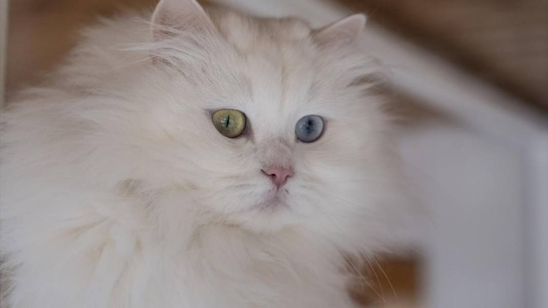 Ankara'nın gözü renkli kedileri 10