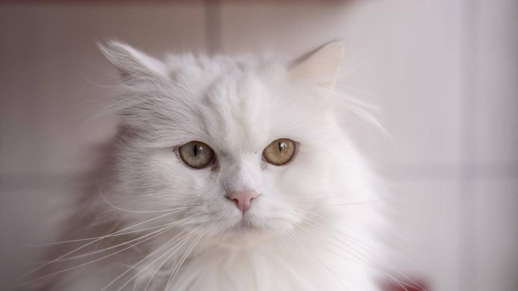 Ankara'nın gözü renkli kedileri 11