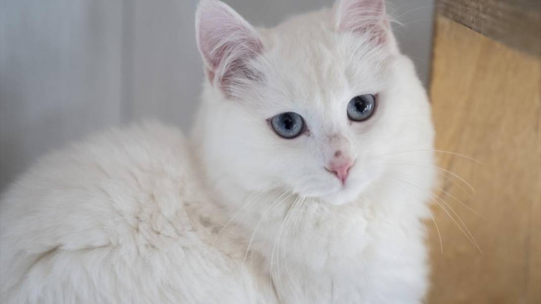 Ankara'nın gözü renkli kedileri 12