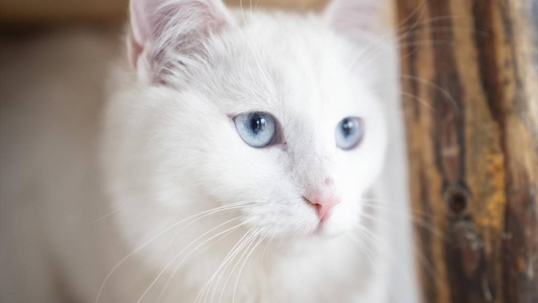 Ankara'nın gözü renkli kedileri 2