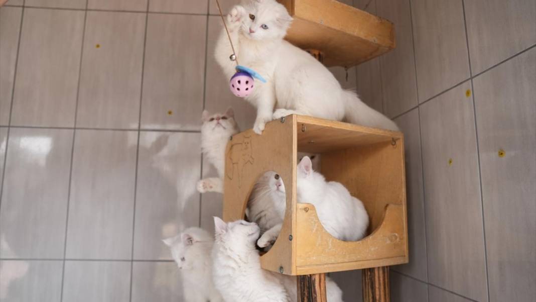 Ankara'nın gözü renkli kedileri 4