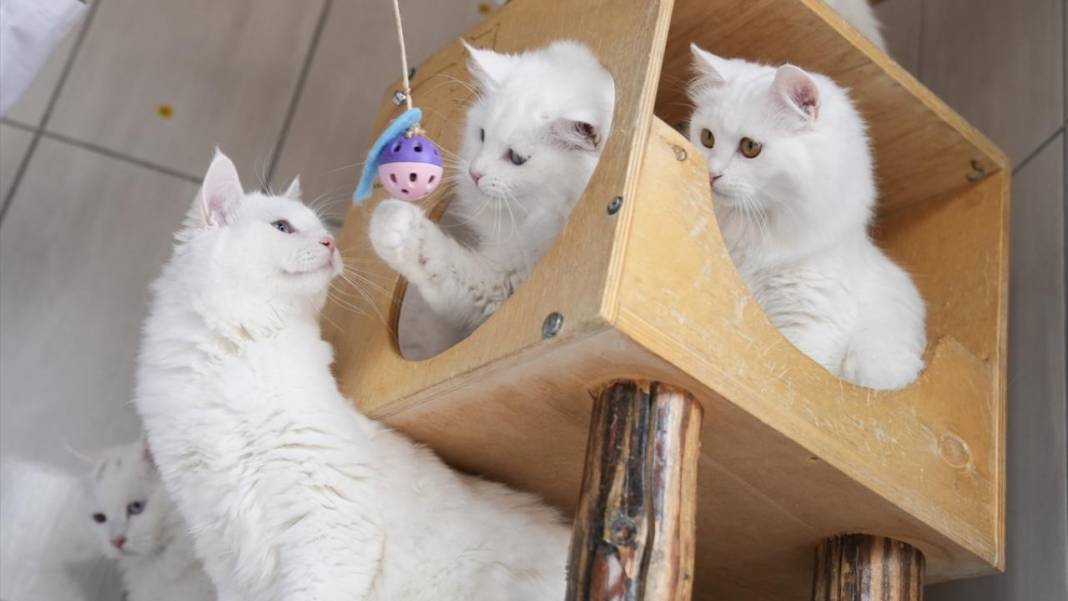 Ankara'nın gözü renkli kedileri 5