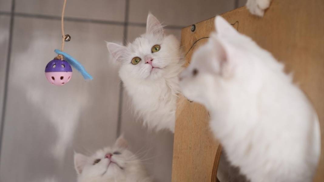 Ankara'nın gözü renkli kedileri 6