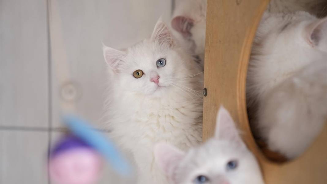 Ankara'nın gözü renkli kedileri 7