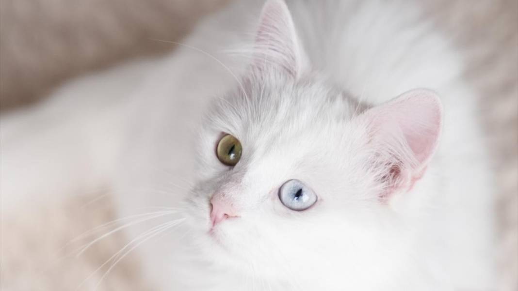 Ankara'nın gözü renkli kedileri 8