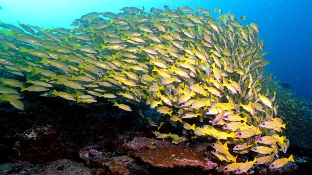 Maldivler’de denizin içi rengarenk 1