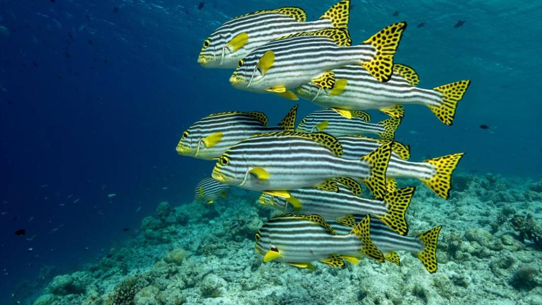 Maldivler’de denizin içi rengarenk 10