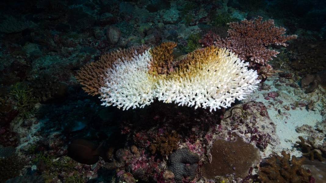 Maldivler’de denizin içi rengarenk 11