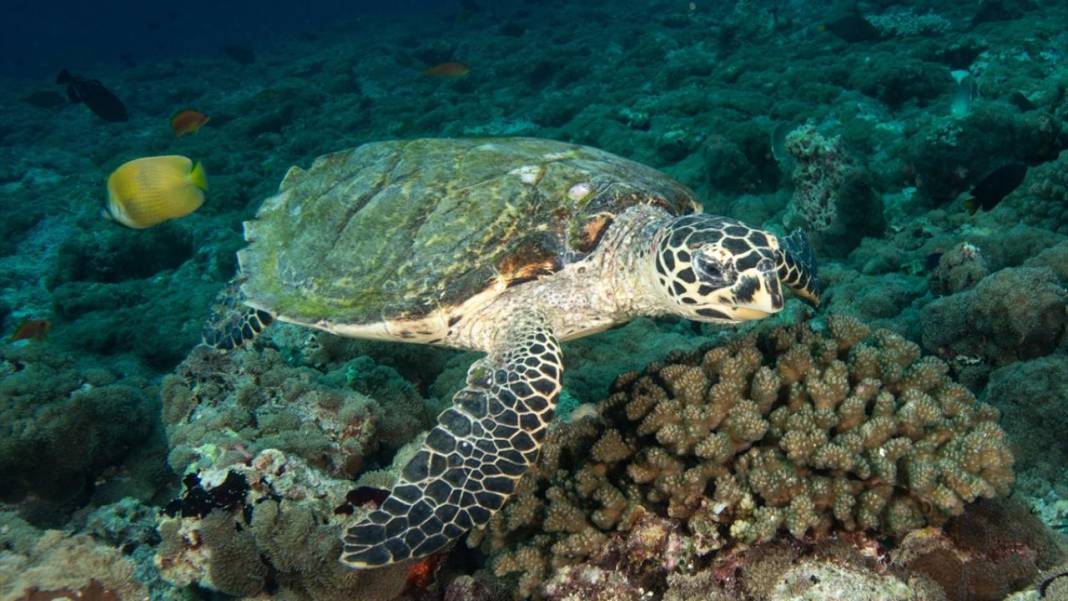 Maldivler’de denizin içi rengarenk 13