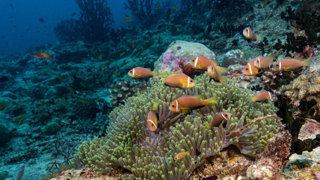 Maldivler’de denizin içi rengarenk 15