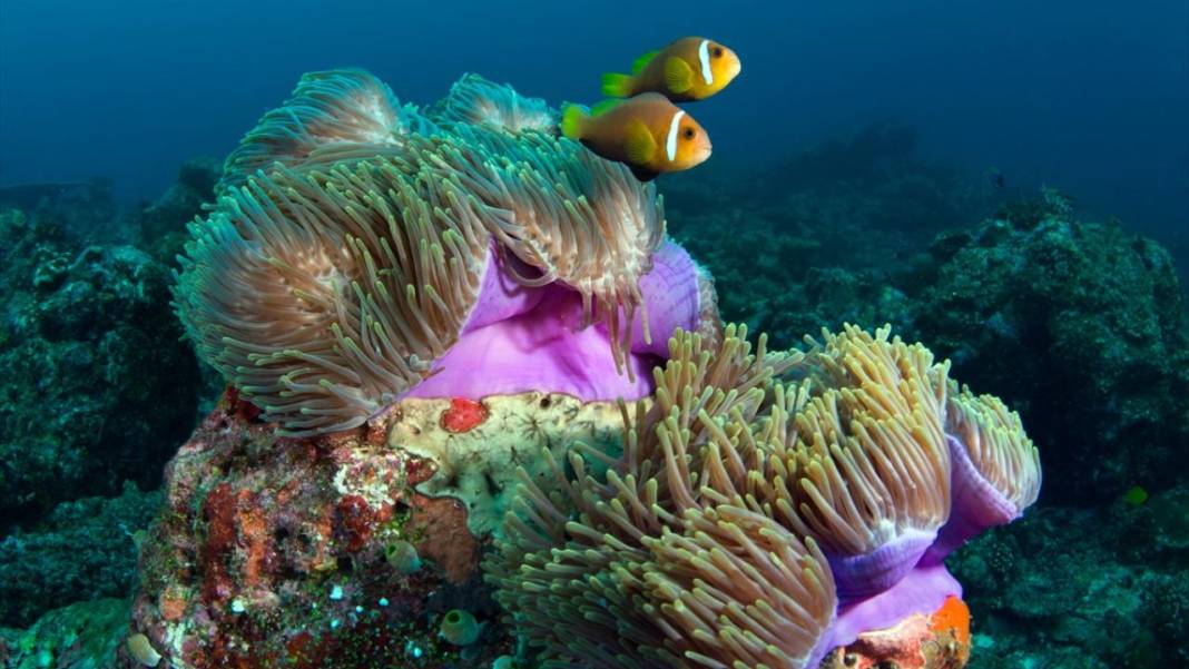 Maldivler’de denizin içi rengarenk 2