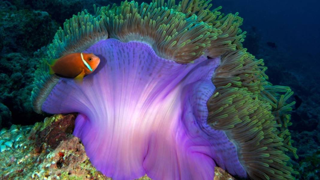 Maldivler’de denizin içi rengarenk 3