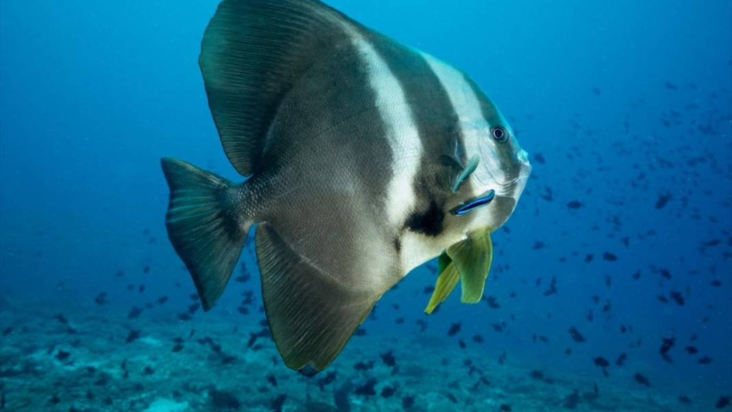 Maldivler’de denizin içi rengarenk 4