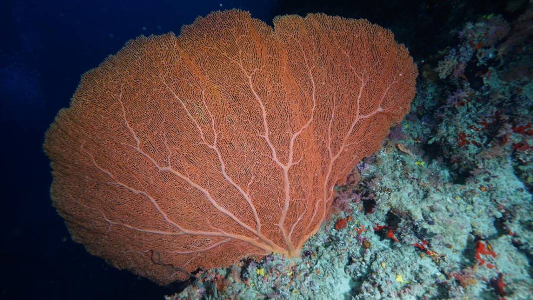 Maldivler’de denizin içi rengarenk 5