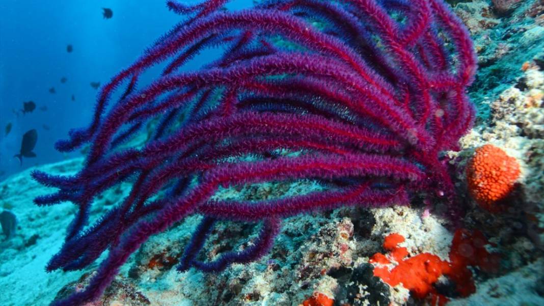 Maldivler’de denizin içi rengarenk 7