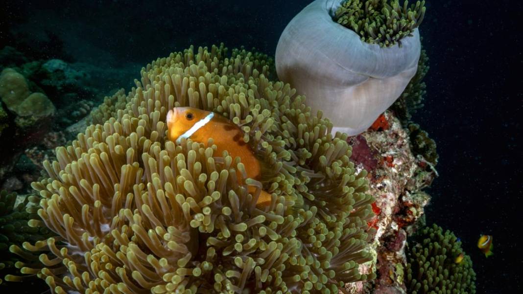 Maldivler’de denizin içi rengarenk 8