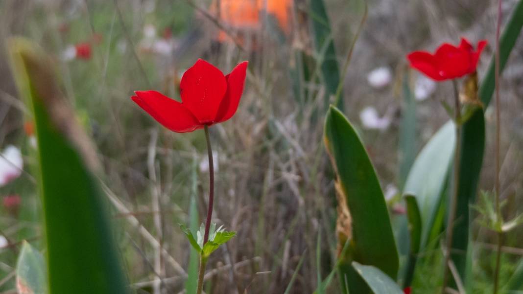 Antalya'da anemonlar tefekküre çağırıyor 1