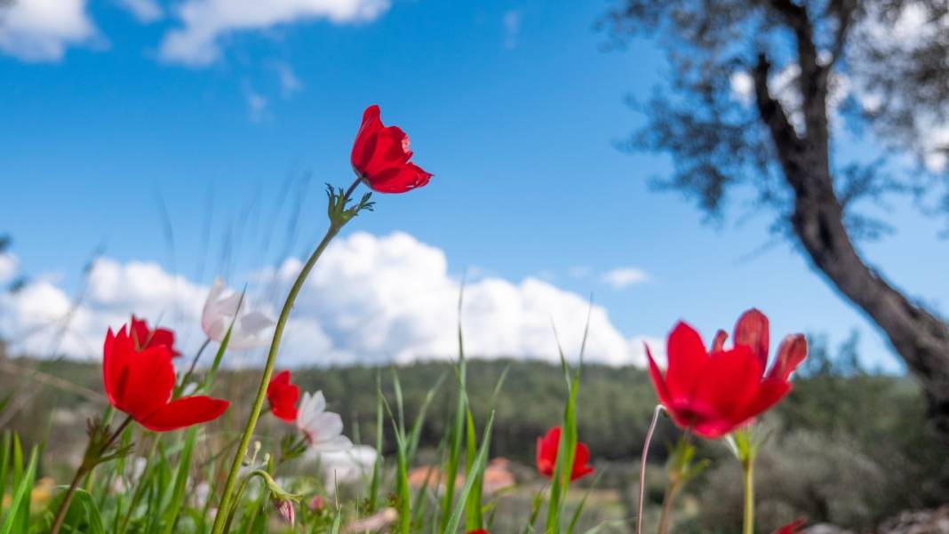 Antalya'da anemonlar tefekküre çağırıyor 10