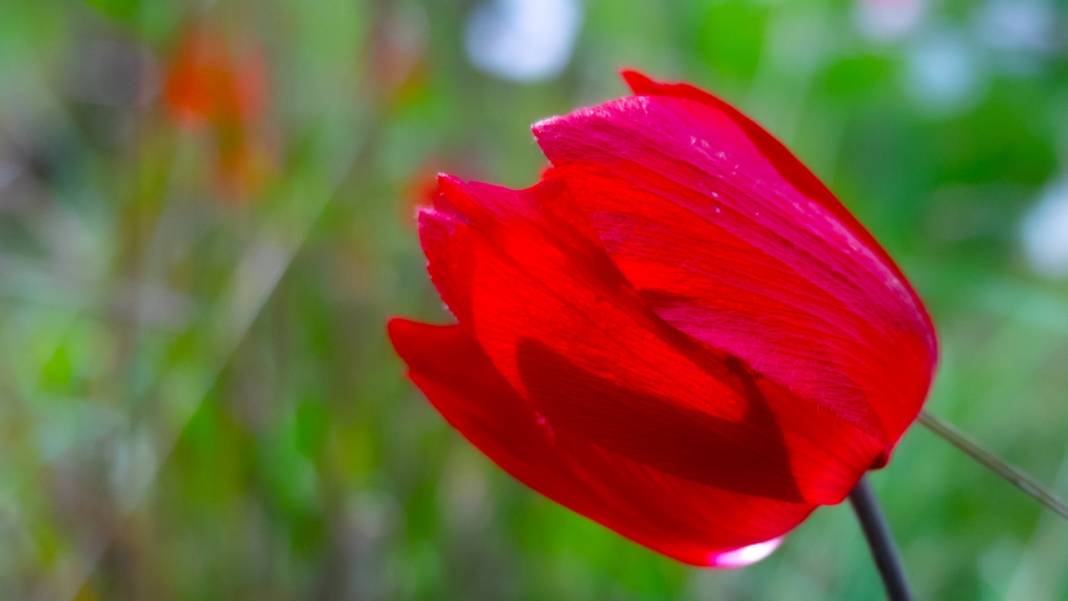 Antalya'da anemonlar tefekküre çağırıyor 12