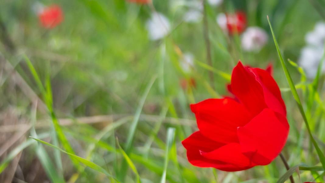 Antalya'da anemonlar tefekküre çağırıyor 13