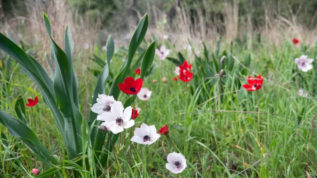 Antalya'da anemonlar tefekküre çağırıyor 2