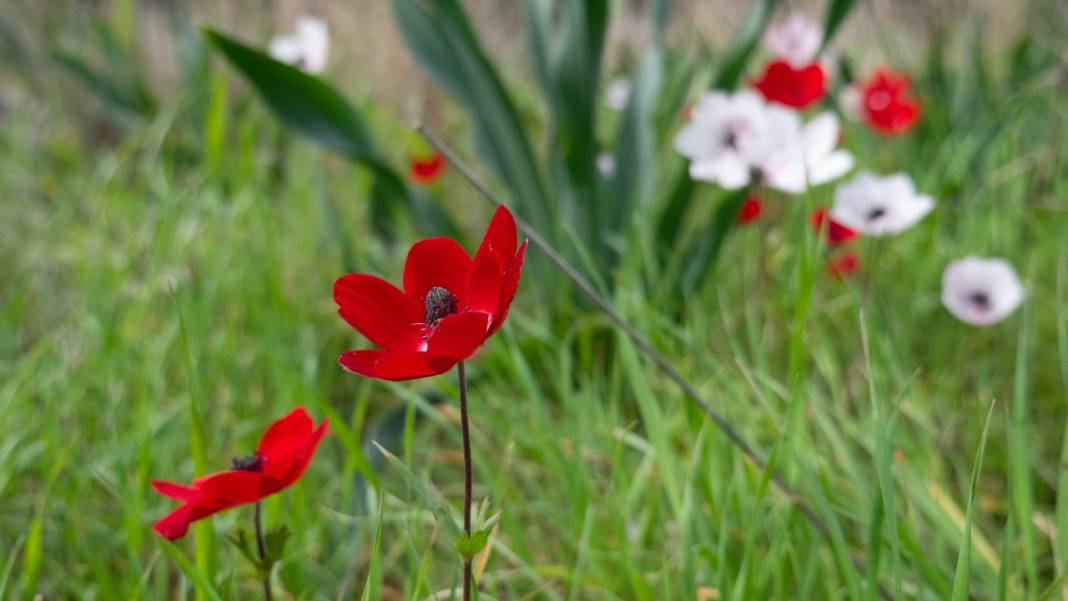 Antalya'da anemonlar tefekküre çağırıyor 3