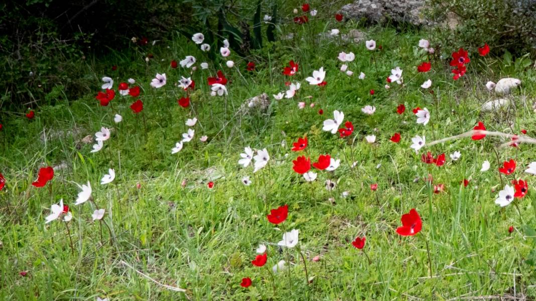Antalya'da anemonlar tefekküre çağırıyor 4