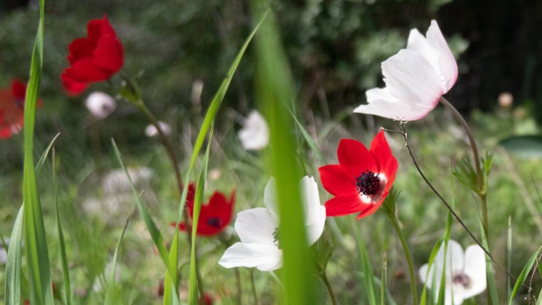 Antalya'da anemonlar tefekküre çağırıyor 5