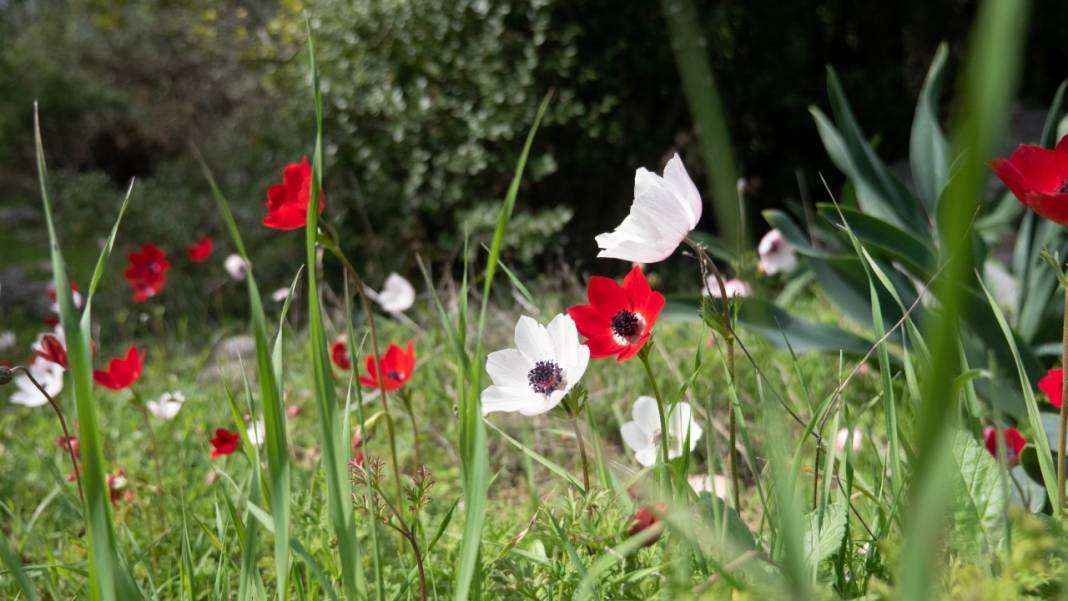 Antalya'da anemonlar tefekküre çağırıyor 6