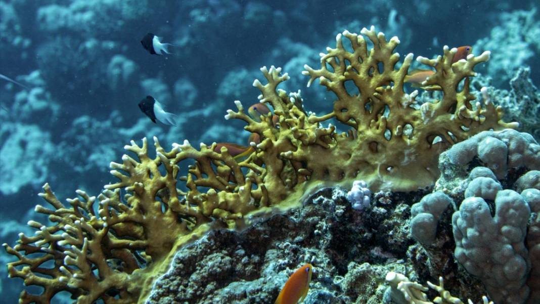 Su altında açan renkli bahçeler: Kızıldeniz Mercanları 12
