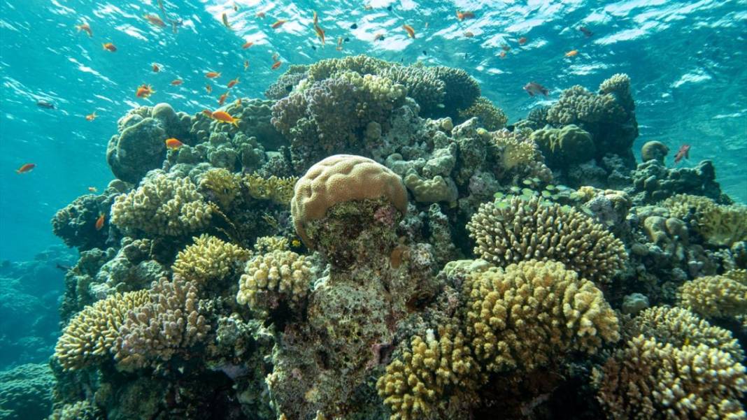 Su altında açan renkli bahçeler: Kızıldeniz Mercanları 16