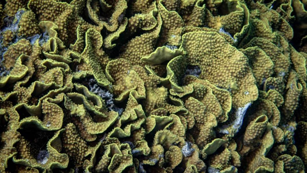 Su altında açan renkli bahçeler: Kızıldeniz Mercanları 6
