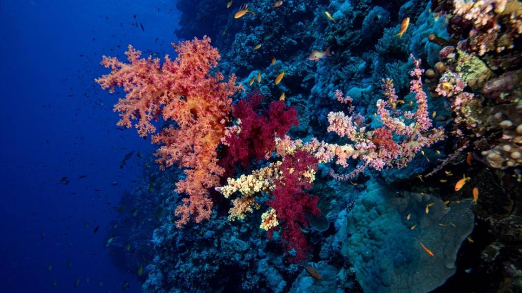 Su altında açan renkli bahçeler: Kızıldeniz Mercanları 7