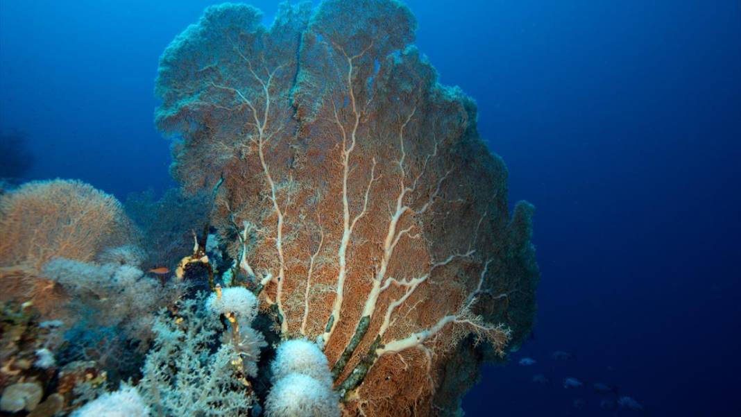 Su altında açan renkli bahçeler: Kızıldeniz Mercanları 9