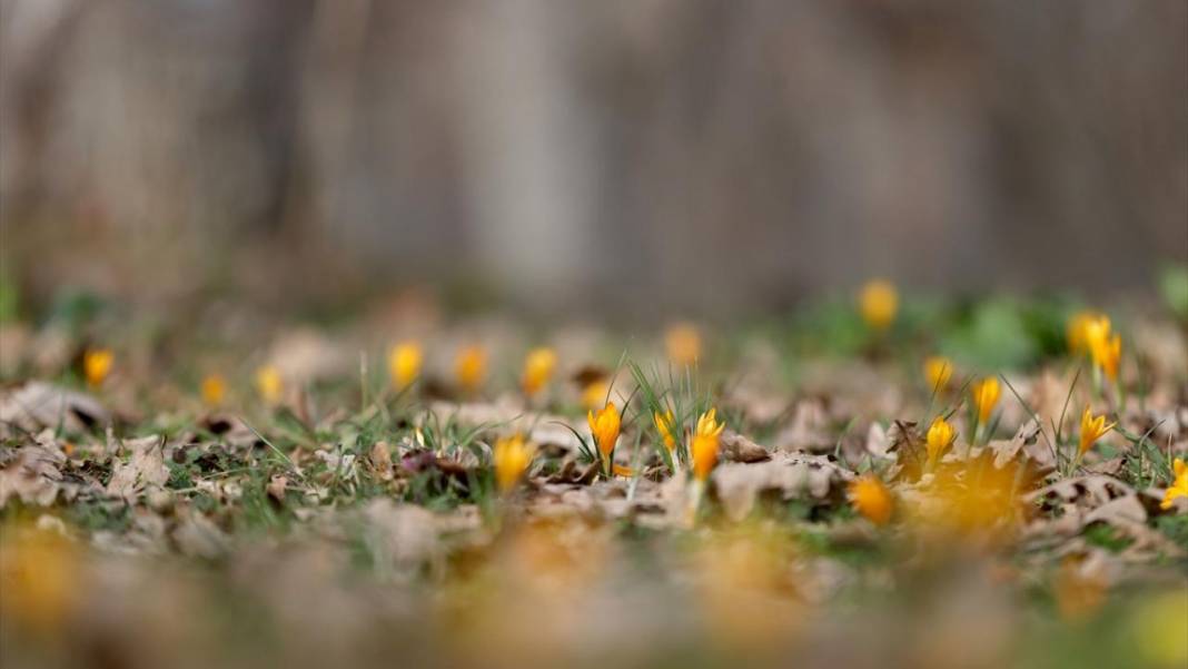 Tabiat uyanıyor, bahar renkleri bir bir yaratılıyor 11