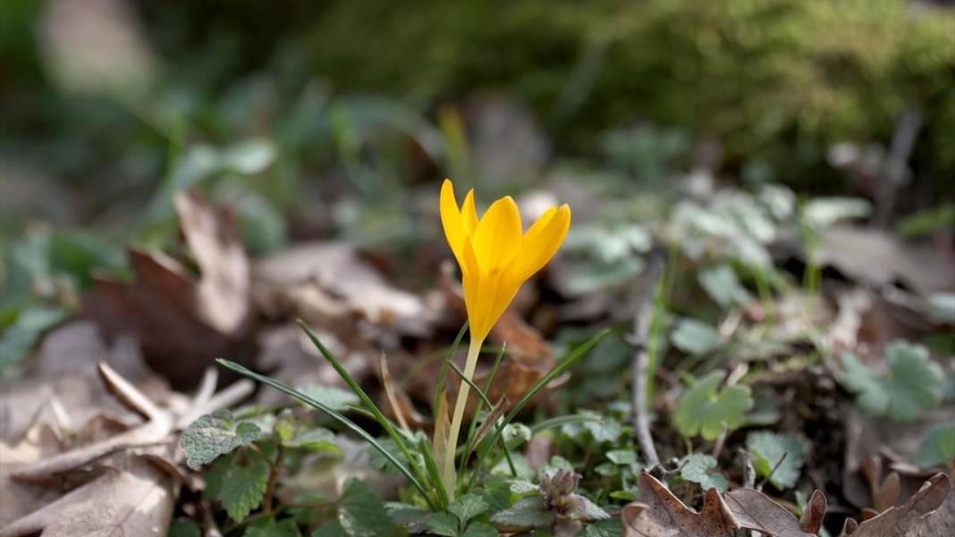 Tabiat uyanıyor, bahar renkleri bir bir yaratılıyor 2