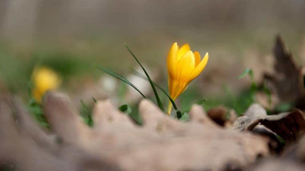 Tabiat uyanıyor, bahar renkleri bir bir yaratılıyor 3