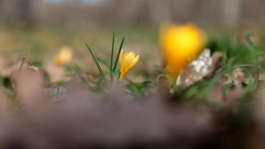 Tabiat uyanıyor, bahar renkleri bir bir yaratılıyor 4