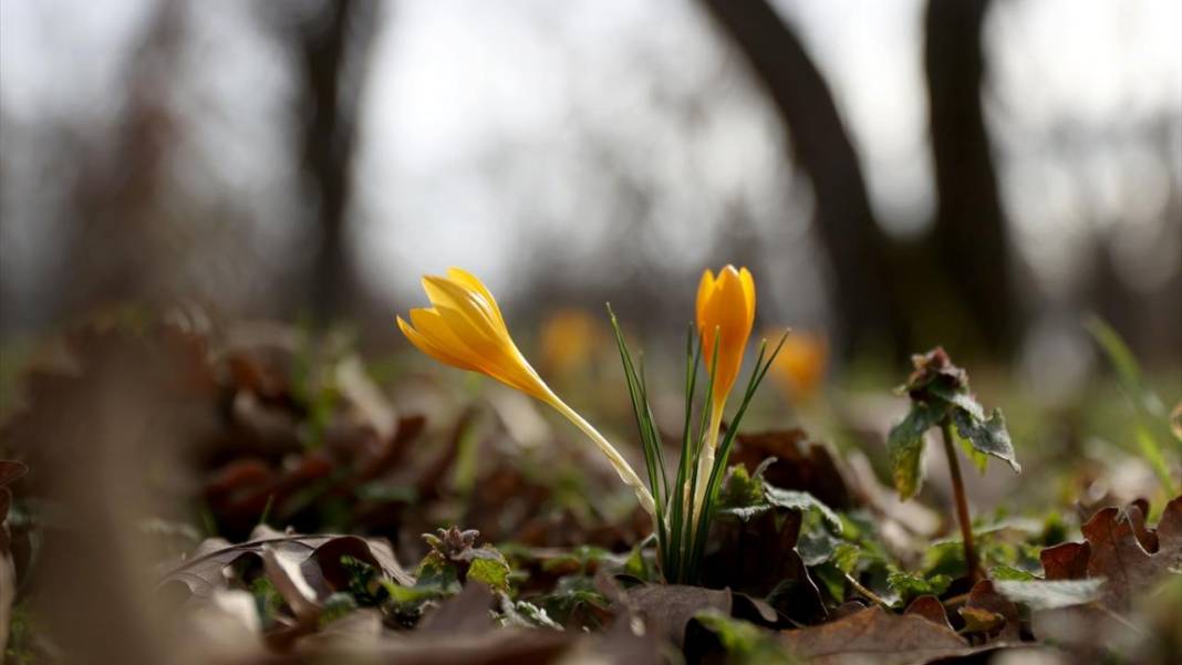 Tabiat uyanıyor, bahar renkleri bir bir yaratılıyor 5