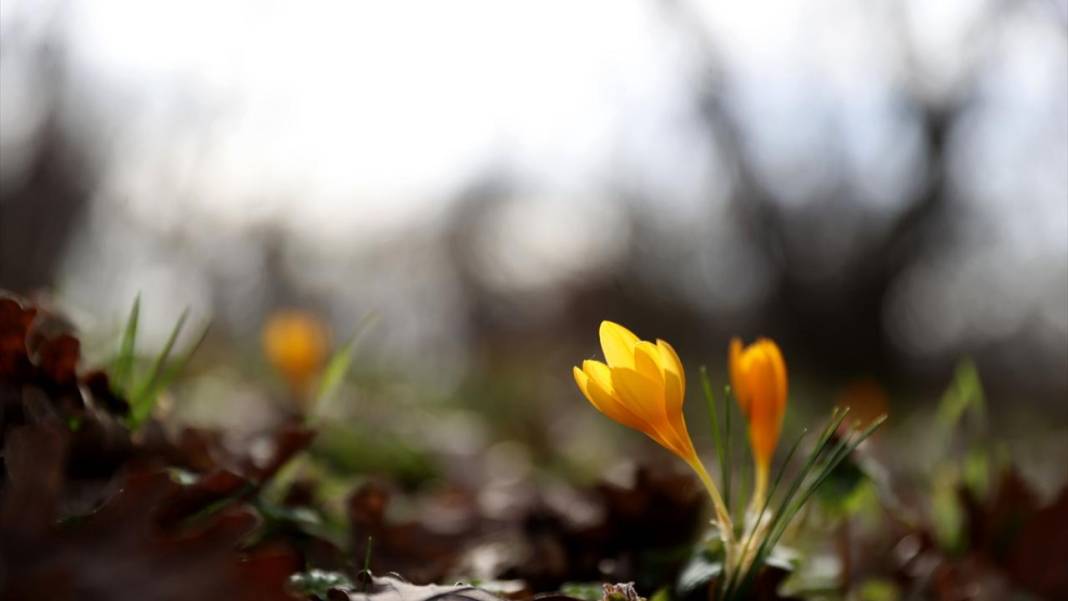 Tabiat uyanıyor, bahar renkleri bir bir yaratılıyor 6