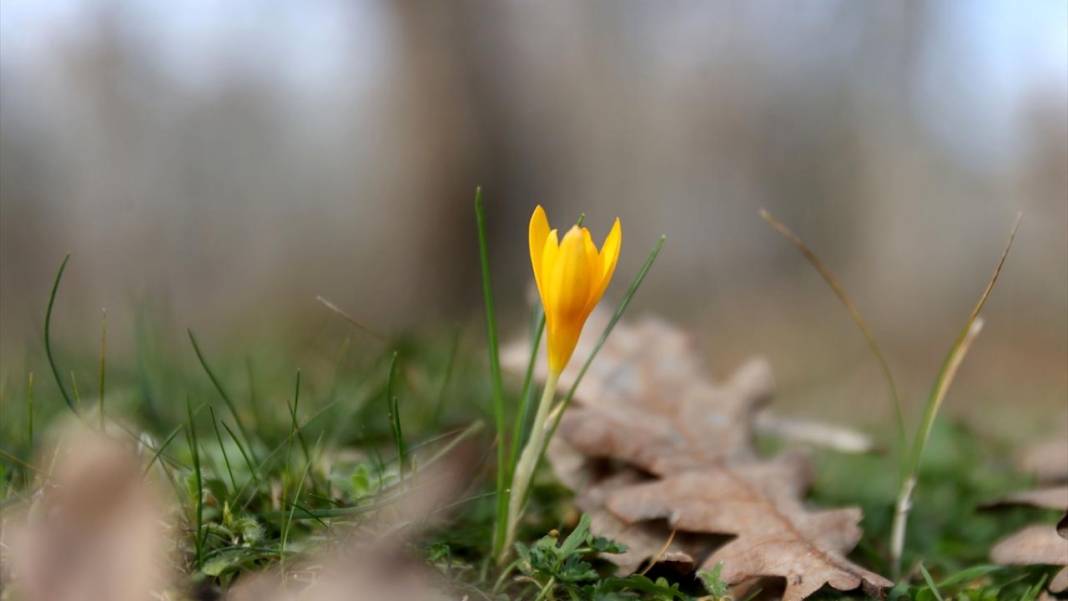 Tabiat uyanıyor, bahar renkleri bir bir yaratılıyor 7
