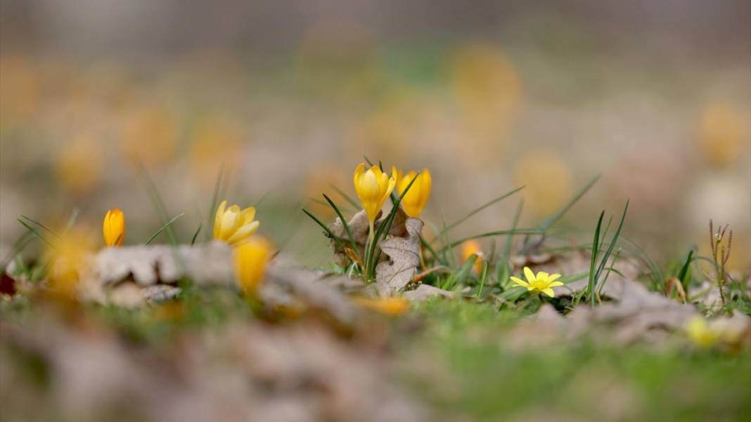 Tabiat uyanıyor, bahar renkleri bir bir yaratılıyor 8
