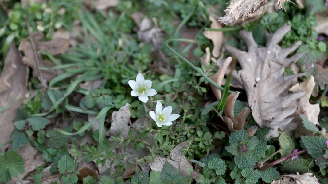 Tabiat uyanıyor, bahar renkleri bir bir yaratılıyor 9